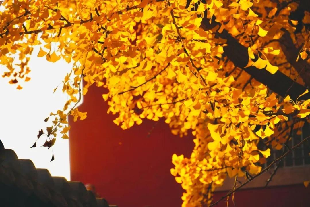 The East Hotel-Very Close To The Drum Tower,The Lama Temple,Houhai Bar Street,And The Forbidden City,There Are Many Old Beijing Traditional Hutongs Around The Hotel ,Experience The Culture Of Old Beijing Hutongs,Near Exit A Of Shichahai On Metro Line Ngoại thất bức ảnh